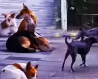 विश्वविद्यालय परिसरों में आवारा कुत्तों की रोकथाम अनिवार्य, नोडल अधिकारी करने होंगे नियुक्त 