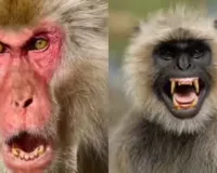 नियमों के जाल में फंसे लाल बंदर: न वन विभाग, न नगर निगम, कोई जिम्मेदारी नहीं