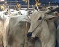 UP में गोकशी को लेकर एक्शन तेज, तीन आरोपी मुठभेड़ के बाद गिरफ्तार