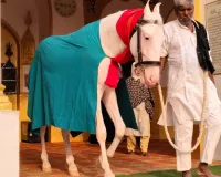 लखनऊ में चोरी हुआ ये ईरानी घोड़ा,  ढूंढने वाले को मिलेगा 50 हजार का इनाम