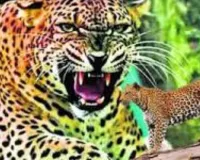 बहराइच में नहीं थम रहा तेंदुए का हमला, फिर किसान बना शिकार