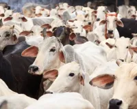 ठंड से गोवंश की मृत्यु हुई तो जिम्मेदार अधिकारी की होगी जवाबदेही, पशुधन मंत्री का अधिकारियों को सख्त निर्देश 