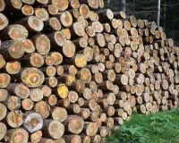 UP: सरकारी भूमि पर काट डाले 44 पेड़...दो लोगों के खिलाफ रिपोर्ट दर्ज