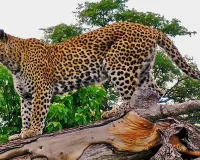 Moradabad: कांठ में तेंदुए का जोड़ा दिखाई देने से ग्रामीणों में दहशत