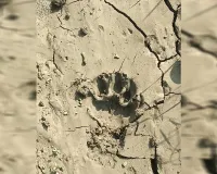 UP: धर्मपुर उत्तरी के जंगल में तेंदुआ दिखने से किसानों में फैली दहशत