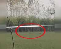 UP: करीमपुर के जंगल में शावकों संग मादा तेंदुआ की चहलकदमी से दहशत