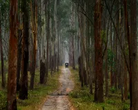 Bareilly: तोहफा...बरेली में ईको टूरिज्म का केंद्र बनेगा नगर वन