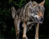  मासूम को लेकर गायब हो गया भेड़िया: माँ के पीछा करने के बाद घने कोहरे में ओझल, वन विभाग की खोजबीन जारी 