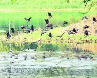 यूपी में इको टूरिज्म को नई दिशा देने की तैयारी, 52 वेटलैंड्स पर होगा पर्यटन विकास