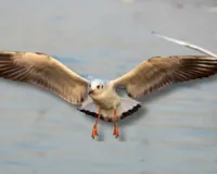  त्रिवेणी संगम तट हुआ गुलजार ...  पर्यटकों-श्रद्धालुओं के लिए आकर्षण बना साइबेरियन बर्ड्स ग्रुप, इतने दिनों तक रहेगा डेरा 