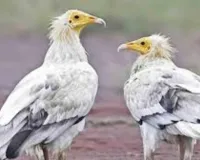  White Vulture: लुप्तप्राय जीवों को बचाने की दिशा में अहम कदम, हरिद्वार में WWF India ने सफेद गिद्ध को जंगल में छोड़ा