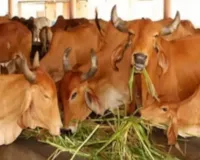 प्रदेश में लागू होगा गोशालाओं की निगरानी का अयोध्या मॉडल:  मुख्यालय से की जा रही निगरानी, अव्यवस्था व असुरक्षा का भय नहीं