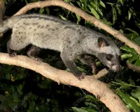  जंगल की दुनिया: सिवेट पाम- भारत का रहस्यमयी निशाचर जीव