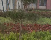 10 हजार पौधे से बढ़ेगी प्रेरणा स्थल की शोभा:  कार्यक्रम की तैयारी तेज, LDA उद्यान विभाग ने शुरू किया कार्य