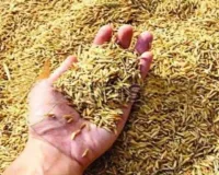  यूपी में धान खरीद का नया रिकॉर्ड...25 लाख मीट्रिक टन का आंकड़ा पार, 4 लाख से अधिक किसानों को मिला फायदा 