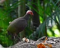  जंगल की दुनिया निकोबार मेगापोड: एक दुर्लभ और संवेदनशील पक्षी