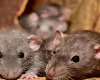 उत्तराखंड :  हरिद्वार जिला अस्पताल में बड़ी लापरवाही, शव को चूहे ने कुतरा, घटना को लेकर परिजनों ने किया हंगामा