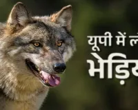  बहराइच : भेड़ियों का आतंक जारी, दो मासूमों को किया हमला 