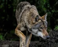 बाल-बाल बचा मासूम... बहराइच में 6 साल के बच्चे पर भेड़िये का हमला, परिजनों के शोर से जंगल में वापस उलटे पांव दौड़ा 