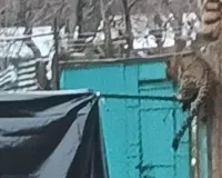  जम्मू-कश्मीर के अनंतनाग में CRPF कैंप में घुसा तेंदुआ, जवानों पर किया हमला, एक घायल 