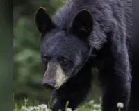  चमोली : केदारनाथ के जंगलों में मिला मृत भालू, पोस्टमार्टम में भालू की टूटी मिलीं सीने की पसलियां 