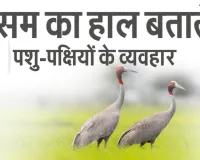 मौसम का हाल बताते हैं पशु-पक्षीयों के व्यवहार