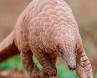  जंगल की दुनिया: भारतीय पैंगोलिन, वन्य संपदा का अनमोल प्रहरी 