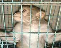 लखनऊ : इन लाल मुंह वाले बंदरों का रखवाला कौन? 