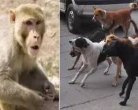 Bareilly : 1.90 करोड़ खर्च, कुत्ते लोगों को गली-गली और छतों पर दौड़ा रहे बंदर