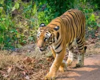 बाघ के हमले से मजदूर की मौत :  3 घंटे में किया ट्रेंकुलाइज, देर रात रेस्क्यू कर भेजा Dhela Rescue Center 