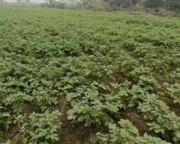 UP: कोहरा-पाला से आलू-सरसों की फसल हो रहीं खराब, झुलसने और सूखने लगीं पत्तियां