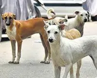 Moradabad : आवारा कुत्तों के काटने से जा रही जान, लापरवाह सिस्टम आंख मूंदकर बैठा