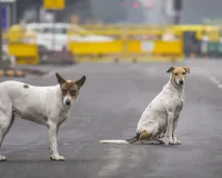 Bareilly: आवारा कुत्तों की संख्या नियंत्रण में लाने की तैयारी तेज...एबीसी सेंटर के अनुबंध की प्रक्रिया पूरी