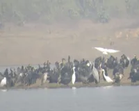 Moradabad: पीली डैम झील एक बार फिर प्रवासी पक्षियों की चहचहाहट से गुलजार