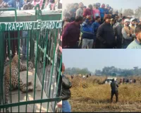 अंबेडकरनगर में पकड़ा गया सुलतानपुर से भागा तेंदुआ : रेस्क्यू के दौरान आबादी में घुसा, कई घंटे चला ऑपरेशन