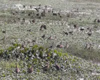 बाराबंकी : दूर-दराज के देशों से आए प्रवासी पक्षियों की चहचहाहट से झीलें हुईं गुलजार, कलरव से गूंजा माहौल