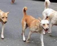 Moradabad: सुप्रीम आदेश के बाद कुत्तों और छुट्टा पशुओं से निजात की जगी आस