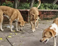 Moradabad: आवारा कुत्ते पकड़ने में न बरते, लापरवाही, होगी कड़ी कार्रवाई