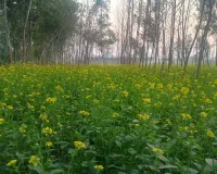 Bareilly: बारिश से मटर, सरसों और आलू किसानों की बढ़ी चिंता