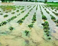 Moradabad: तेज हवा और बारिश से सरसों व आलू की फसल को भारी नुकसान