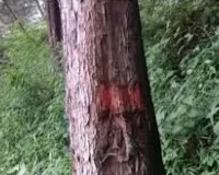 काठगोदाम-नैनीताल हाईवे टू-लेन बनाने के लिए कटेंगे 17,297 पेड़     