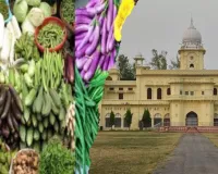 सब्जियों में मौजूद आर्सेनिक बना रहा कैंसर का मरीज, लखनऊ विश्वविद्यालय के वनस्पति विभाग के रिसर्च में हुआ खुलासा, जानें कैसे करें बचाव