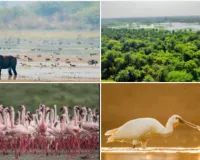 भारत की हरियाली को नई पहचानः यूपी और गुजरात की आर्द्रभूमि को मिला रामसर टैग...  प्रधानमंत्री मोदी ने की सराहना 