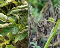 ठंड और पाले से आलू की फसल पर लगा झुलसा रोग... पिछले वर्ष की अपेक्षा फसल कम होने की उम्मीद