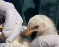 27 जनवरी का इतिहासः आज के दिन ही 13 जिलों में फैला बर्ड फ्लू