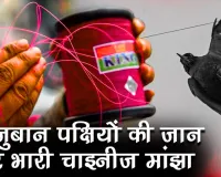 चाइनीज मांझा बना पक्षियों की मौत की डोर, चिड़ियाघर प्रशासन और वन विभाग ने की अपील, पतंगबाजी करें, लेकिन...