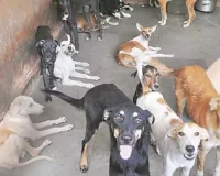 नगर निगम VS एनजीओ... कुत्तों को पकड़ने पहुंची टीम और मोहल्लेवालों से भिड़ी NGO कर्मी, लोग परेशान