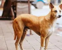 Baghpat News: कुत्ते के साथ क्रूरता का वीडियो वायरल, आरोपी गिरफ्तार 