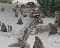 खत्म हुई नगर निगम और वन विभाग की बीच चल रही खींचतान, इस विभाग को मिली बंदरों के आतंक को संभालने की जिम्मेदारी