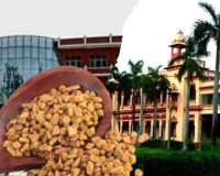 डायबिटिक घावों का 'चमत्कारी' इलाज! आईआईटी-बीएचयू और आईएमएस की टीम का मेथी-प्रोटीन हाइड्रोजेल क्रांति लाएगा